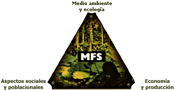 mfs.gif (14816 bytes)